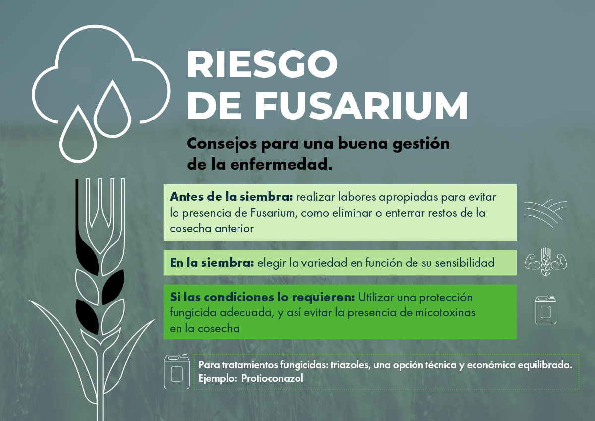 Riesgo de Fusarium Consejos para una buena gestión de la enfermedad. Antes de la siembra: realizar labores apropiadas para evitar la presencia de Fusarium, como eliminar o enterrar restos de la cosecha anterior En la siembra: elegir la variedad en función de su sensibilidad Si las condiciones lo requieren: Utilizar una protección fungicida adecuada, y así evitar la presencia de micotoxinas en la cosecha Para tratamientos fungicidas: triazoles, una opción técnica y económica equilibrada. Ejemplo:  Protioconazol