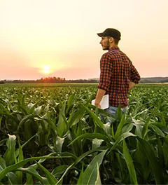 farmer men in a corn field at sunset looking at the horizon