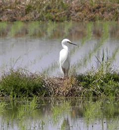 wetlands day: Egret searching for food in paddy fields