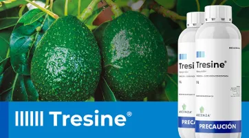 tresine